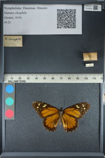 Media type: image;   Entomology 165352